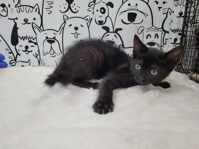 A baby small-sized female Domestic Short Hair cat named A for adoption in San Pedro, CA
