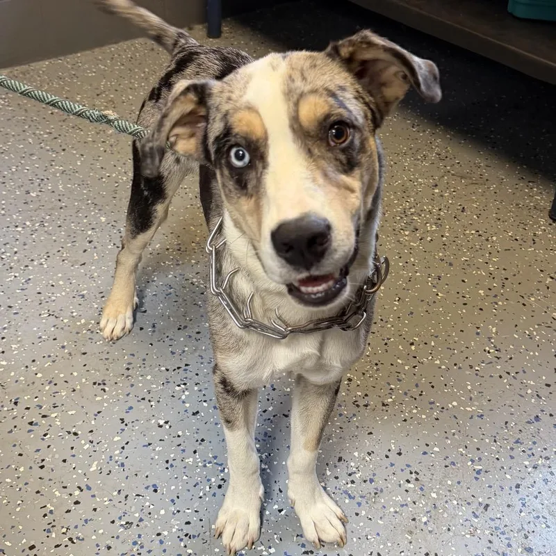 An adult medium-sized male Gray / Blue / Silver Catahoula Leopard Dog dog named Cosmo for adoption in Tuscaloosa, AL