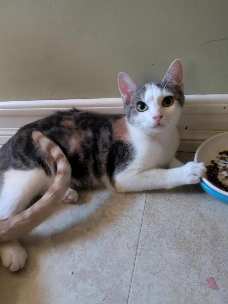 A baby medium-sized female Domestic Short Hair cat named Peach for adoption in Los Angeles, CA