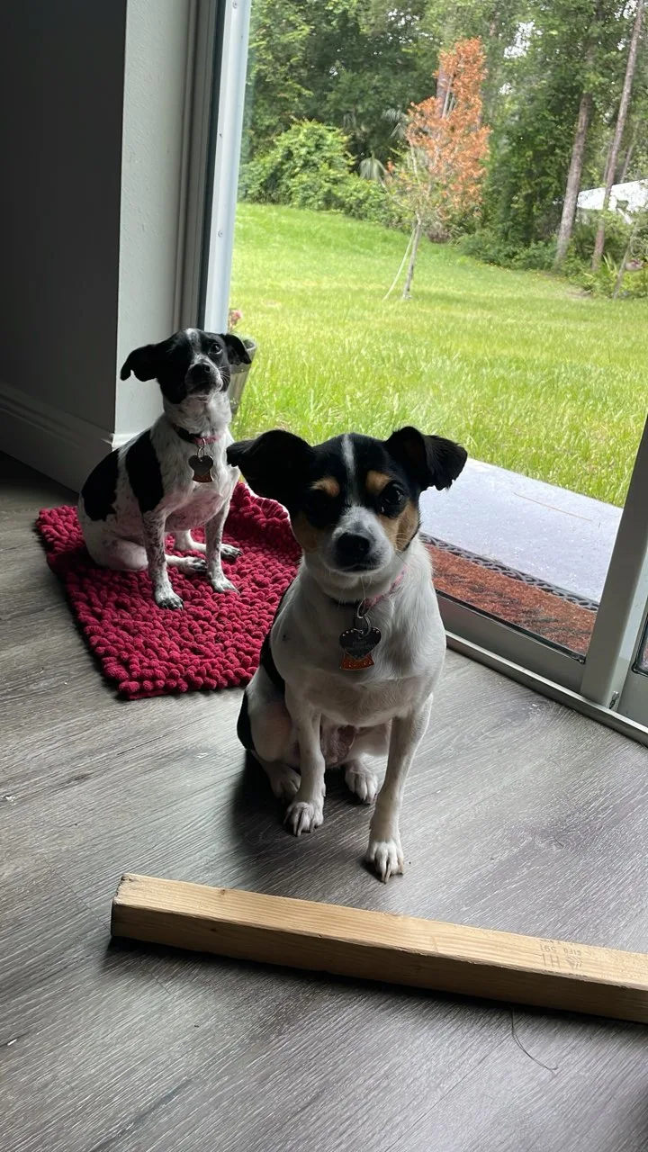 An adult small-sized female Chihuahua dog named Peach & Rosa for adoption in Reddick, FL