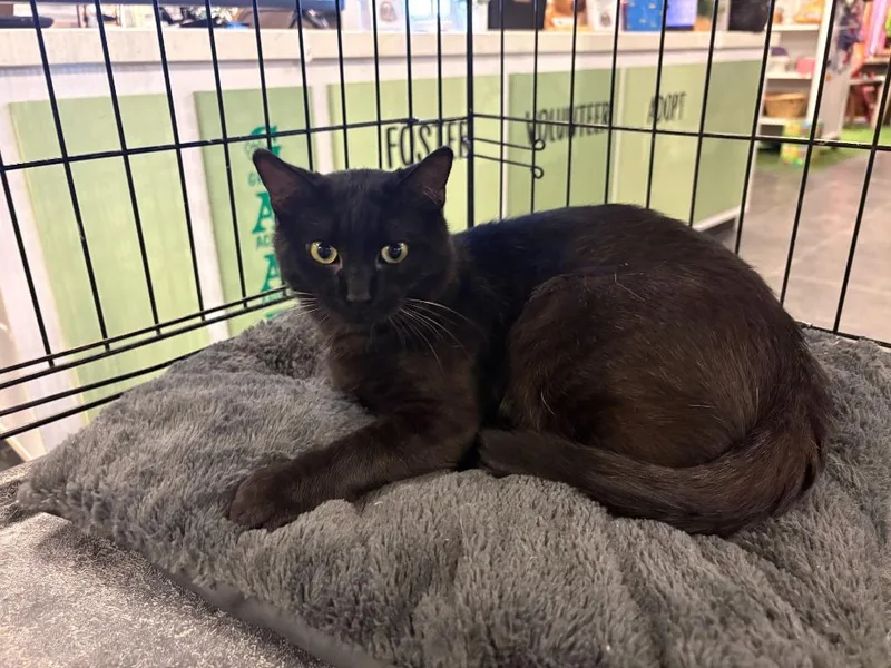 A baby medium-sized male Domestic Short Hair cat named Steve for adoption in St. Cloud, MN