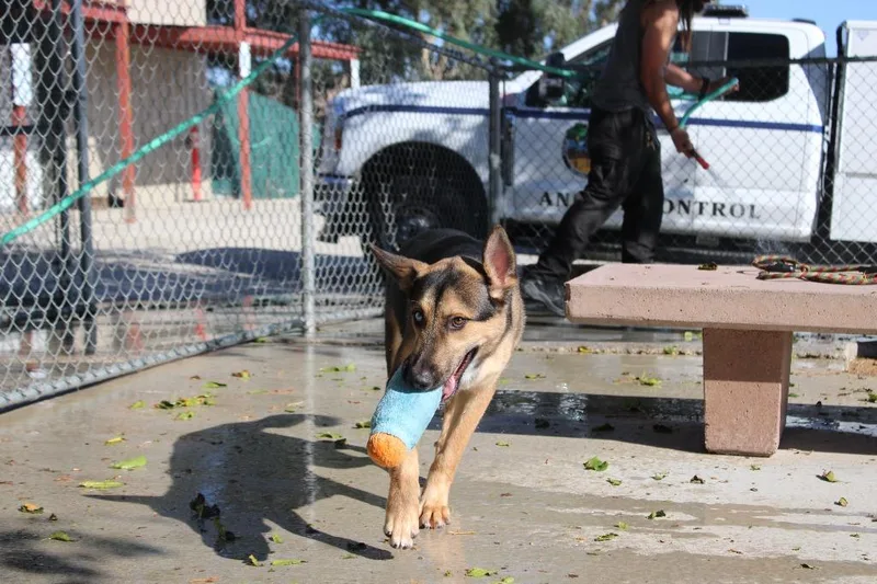 A young medium-sized male German Shepherd Dog dog named Rocky for adoption in Twentynine Palms, CA