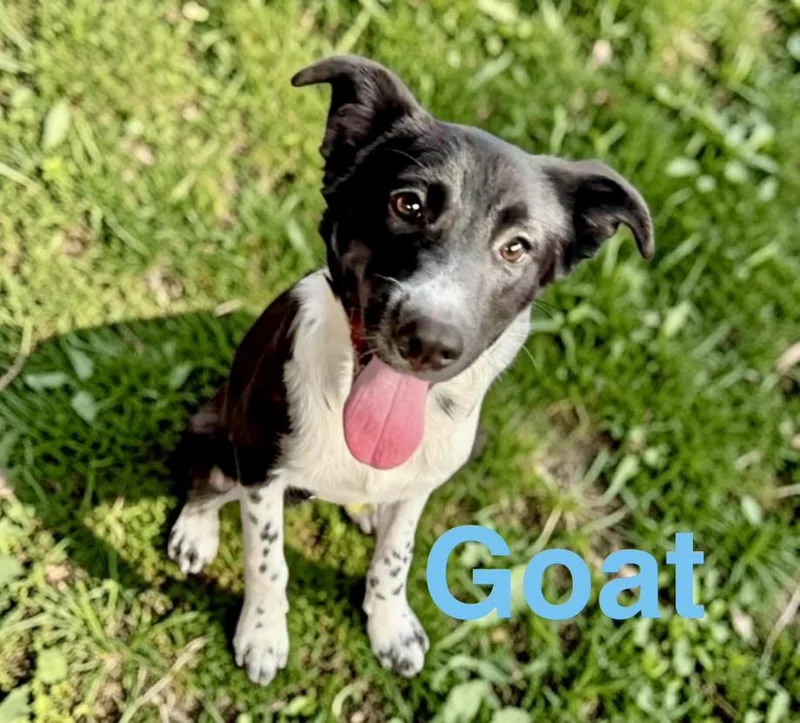 Goat thumbnail 3