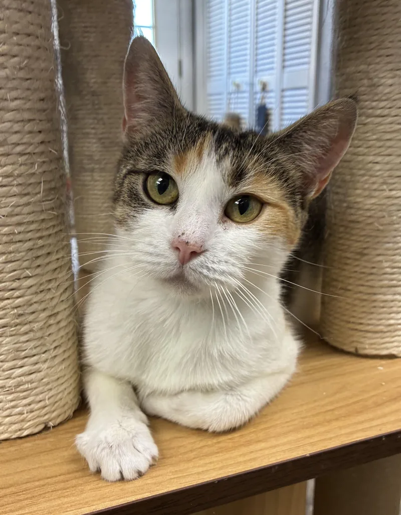 An adult medium-sized female Torbie Domestic Short Hair cat named Princess Bubblegum for adoption in Breinigsville, PA