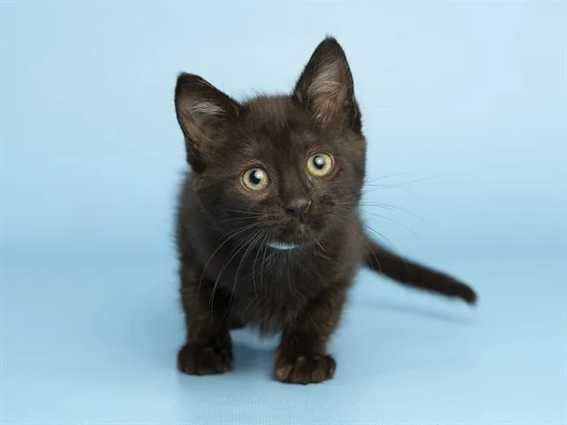 A baby small-sized female Domestic Short Hair cat named Chopin for adoption in Phoenix, AZ