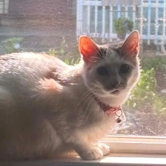An adult small-sized female Calico Domestic Short Hair cat named Mochi for adoption in Coralville, IA