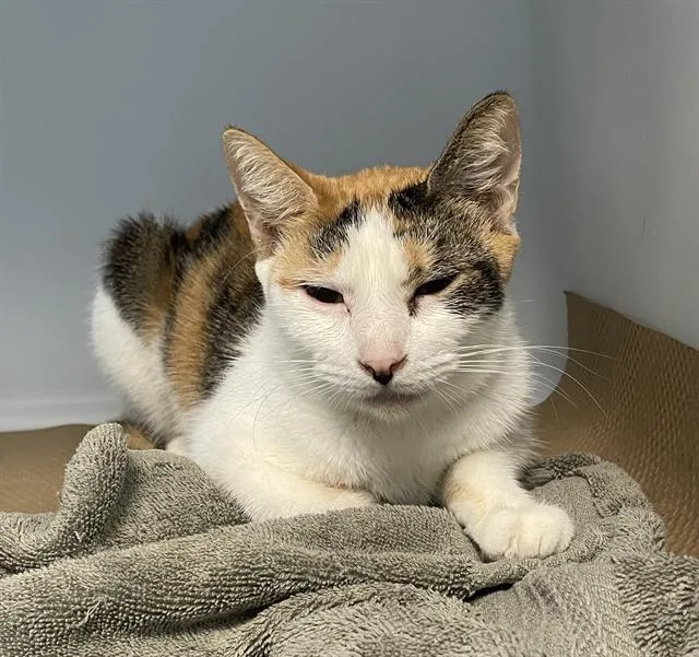 An adult medium-sized female Domestic Short Hair cat named Cleo for adoption in Palmetto, FL