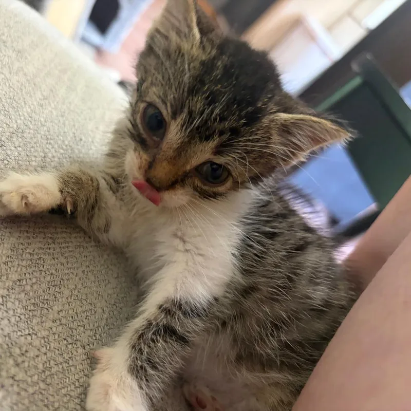 A baby small-sized female Brown / Chocolate Domestic Short Hair cat named Poppy C for adoption in Princeton, MN