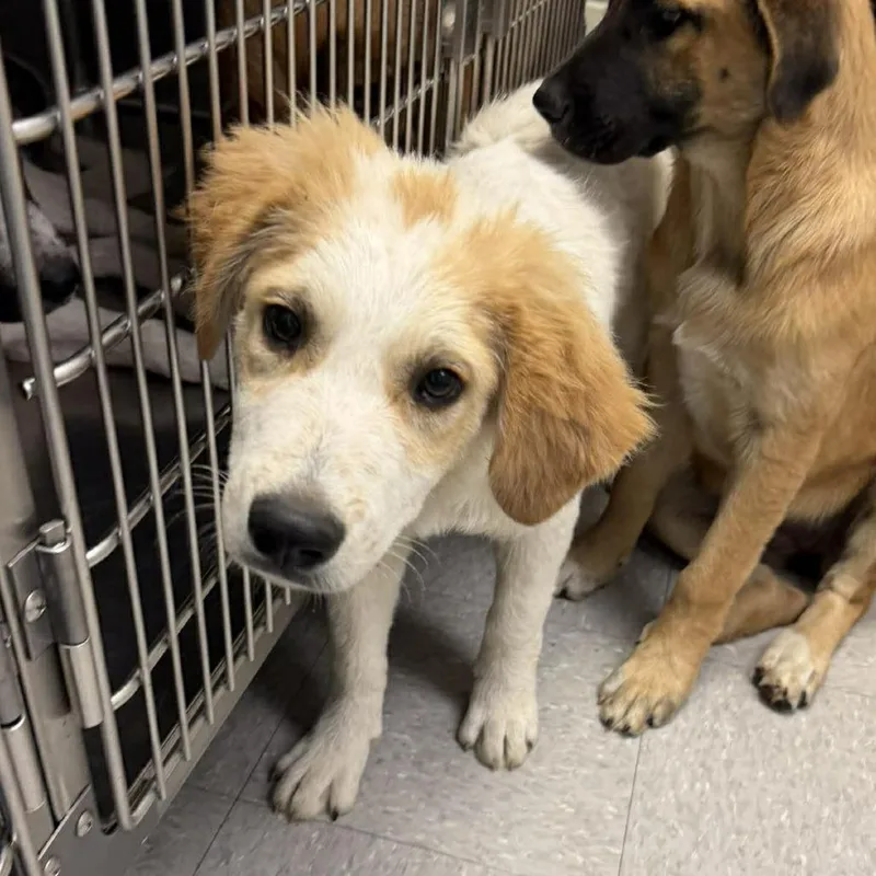 A baby medium-sized male White / Cream Mixed Breed dog named Toby for adoption in Bastrop, TX