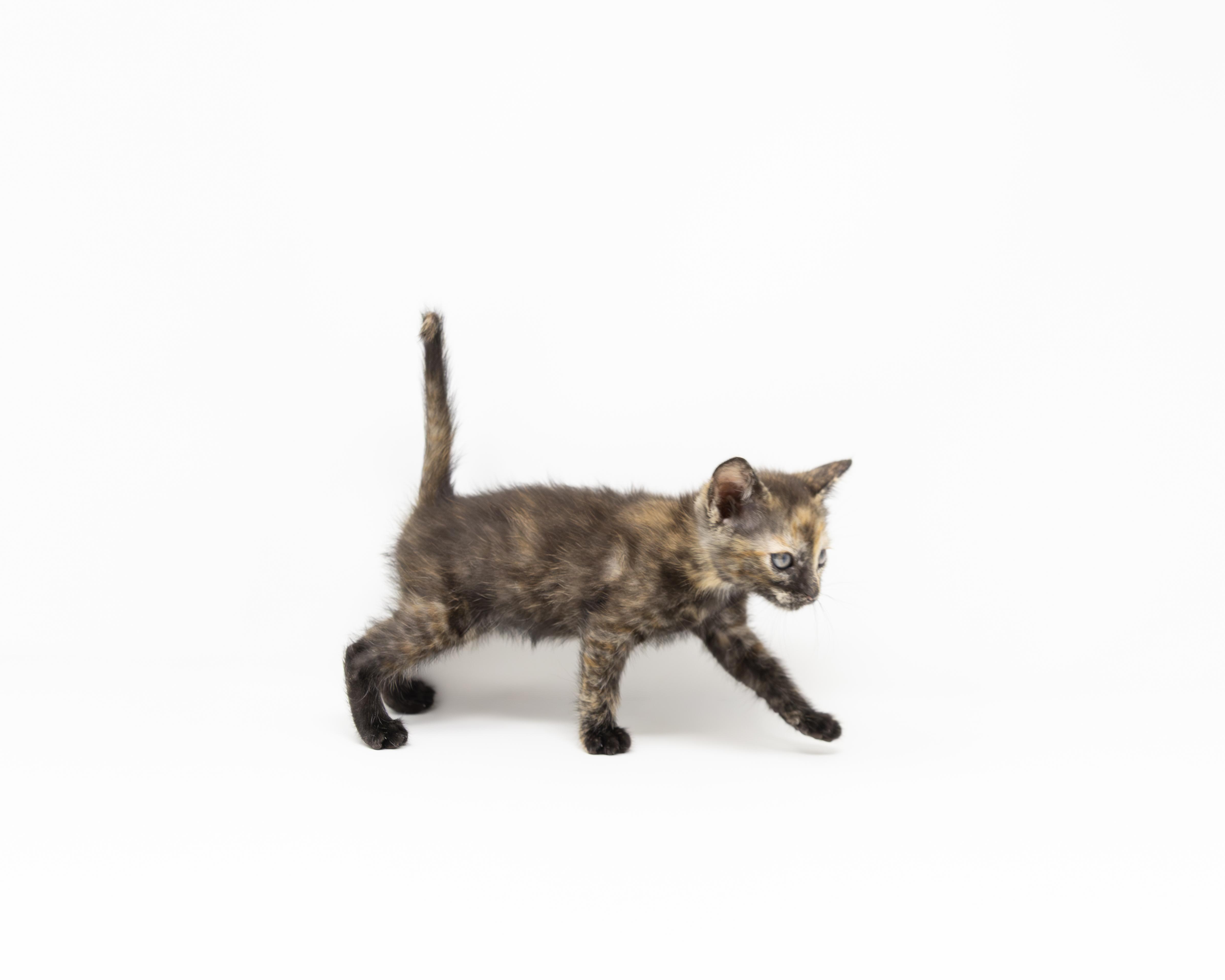 A baby medium-sized female Tortoiseshell cat named Butter for adoption in Trophy Club, TX