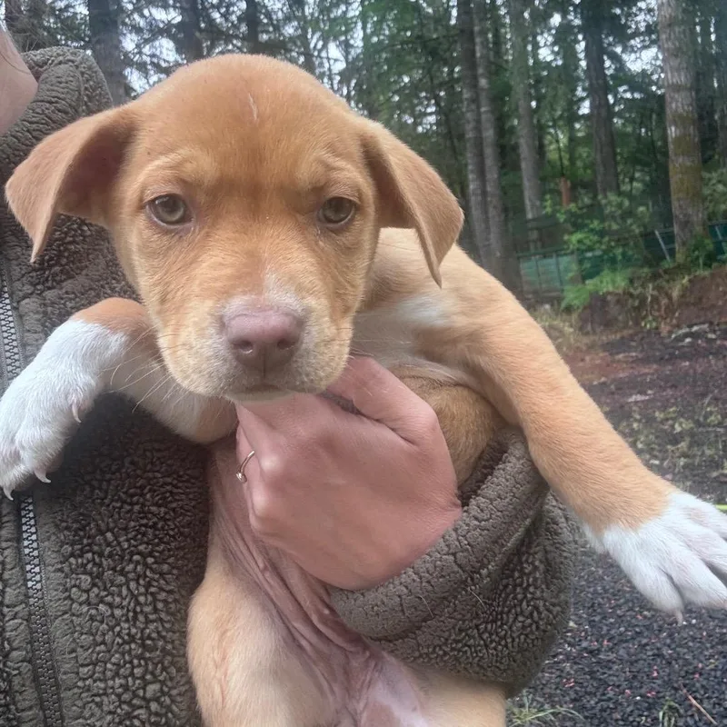 A baby small-sized female Apricot / Beige Border Collie dog named Tomato for adoption in Tacoma, WA