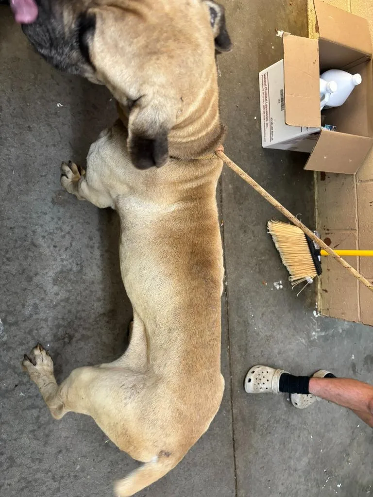 A young medium-sized male Mastiff dog named Hercules for adoption in Swainsboro, GA