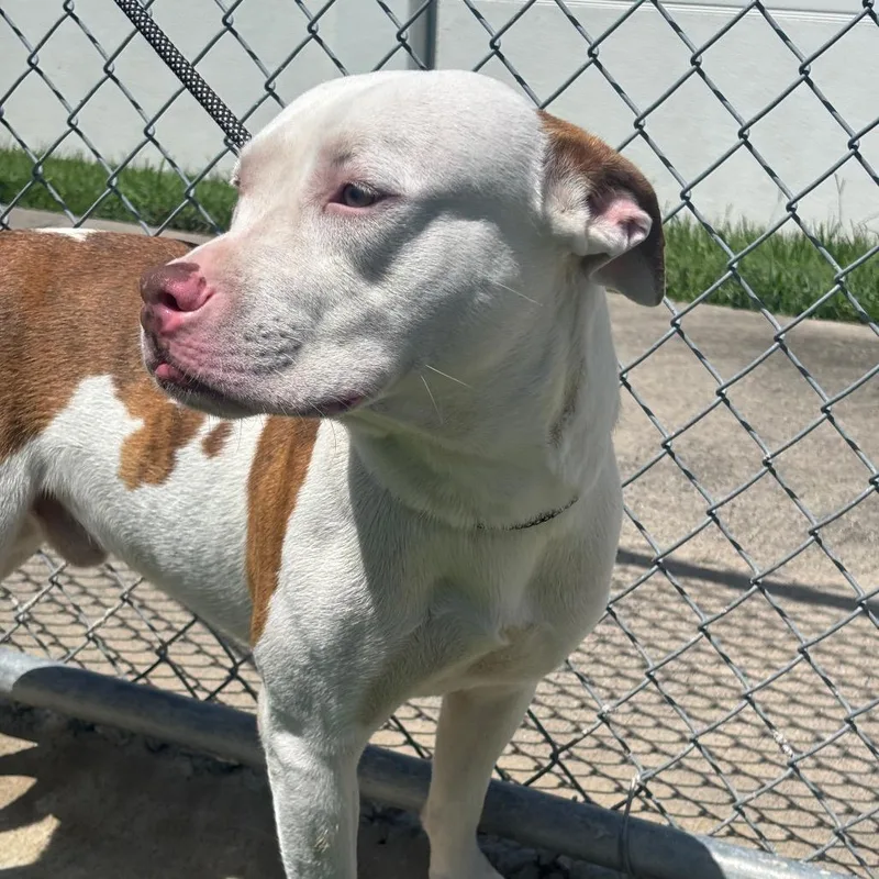 An adult large-sized male White / Cream Pit Bull Terrier dog named Frank for adoption in League City, TX