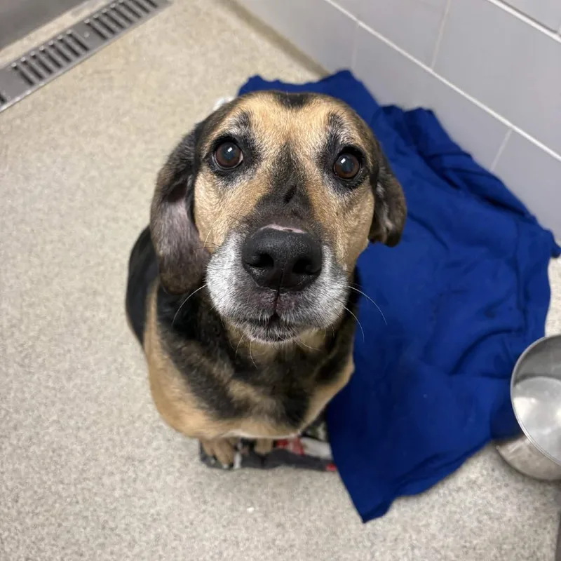 A senior large-sized male Yellow / Tan / Blond / Fawn Hound dog named Bear for adoption in Gloucester, VA