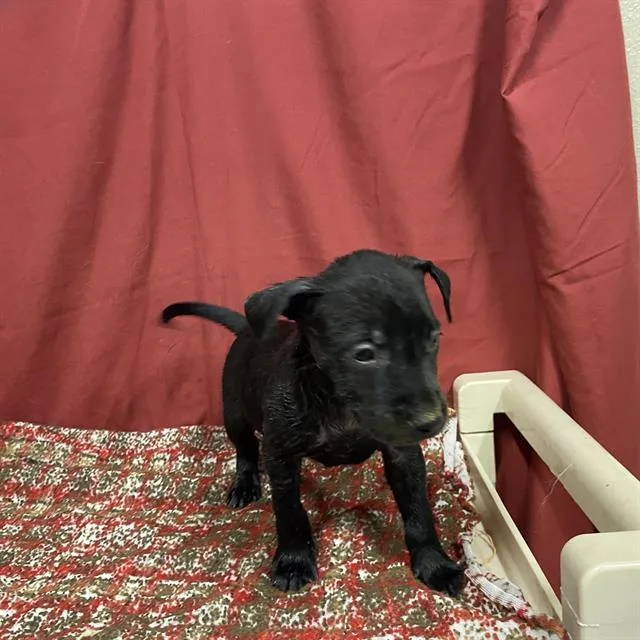 A baby small-sized male Staffordshire Bull Terrier dog named Good Luck Bear for adoption in Modesto, CA