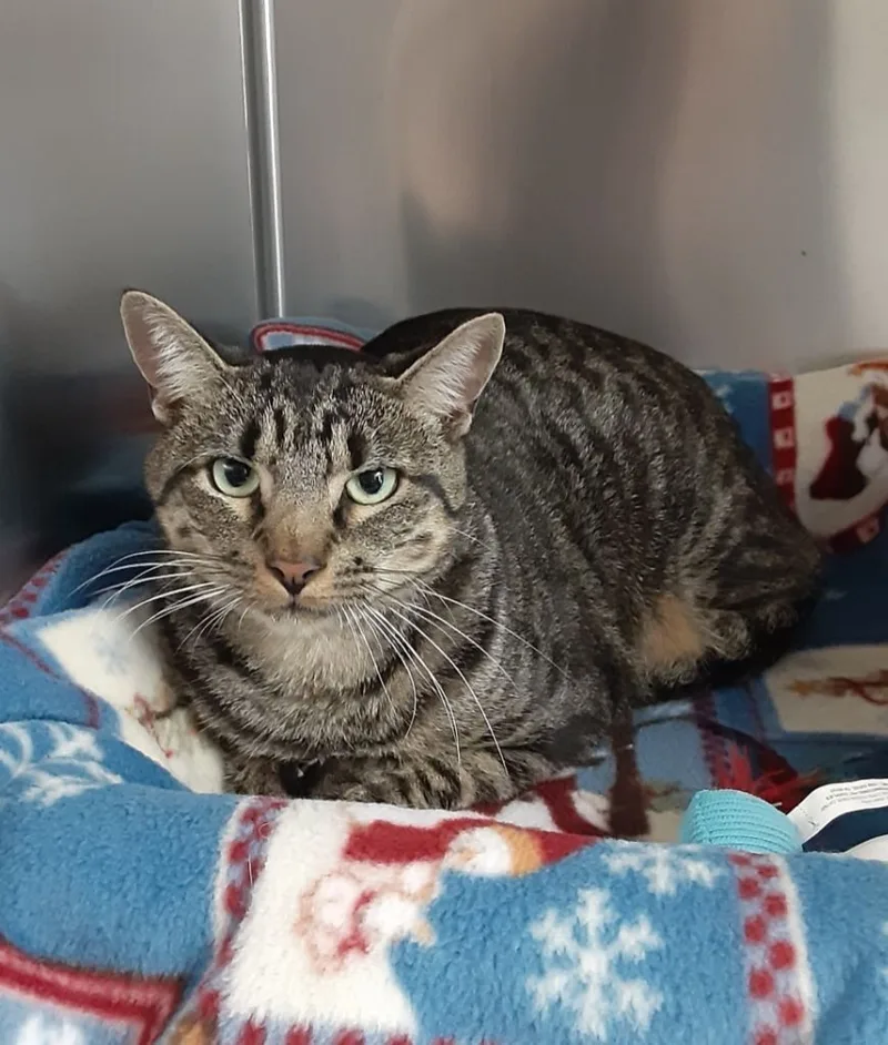 An adult medium-sized male Tabby (Brown / Chocolate) Domestic Short Hair cat named Jimmy for adoption in East Brunswick, NJ