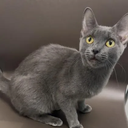 A young medium-sized female Domestic Short Hair cat named Astroid for adoption in Janesville, WI