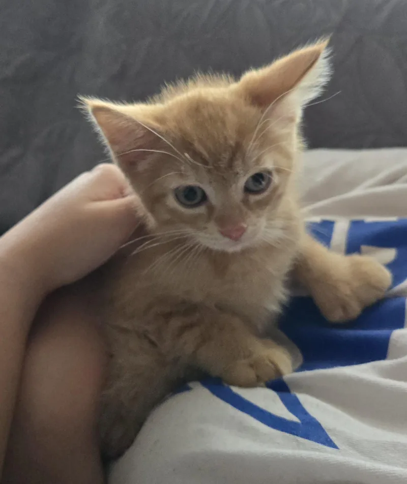 A baby medium-sized male Orange / Red Domestic Short Hair cat named Cuckoo Bee for adoption in Trenton, NJ