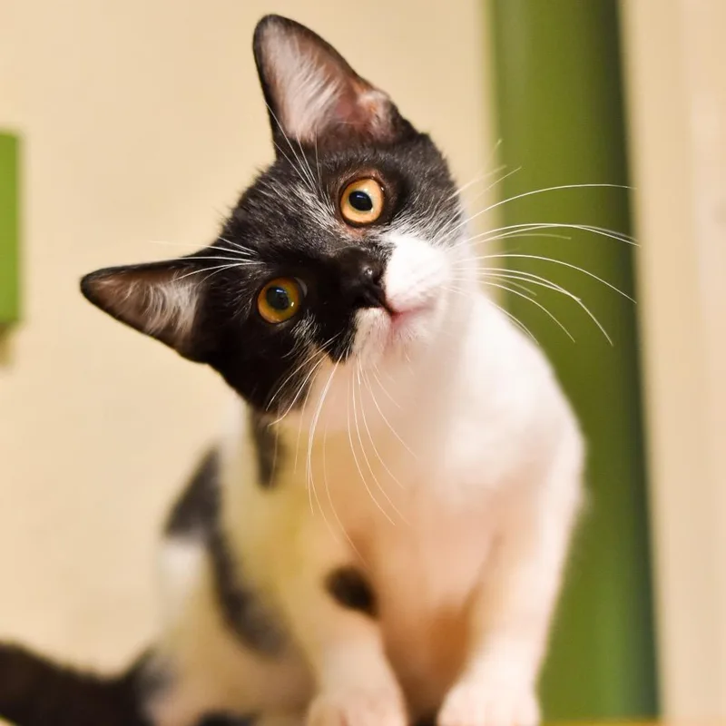 A baby small-sized male White Domestic Medium Hair cat named Penguin for adoption in Kailua Kona, HI
