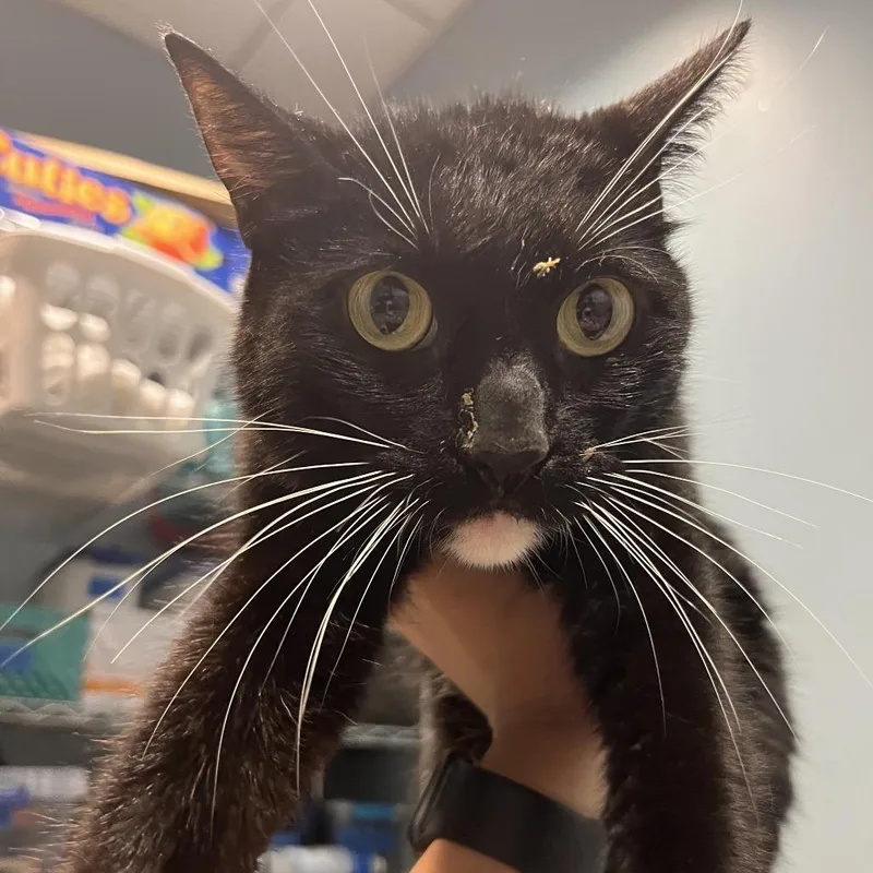 An adult small-sized female Black Domestic Short Hair cat named Stormy for adoption in Chattanooga, TN