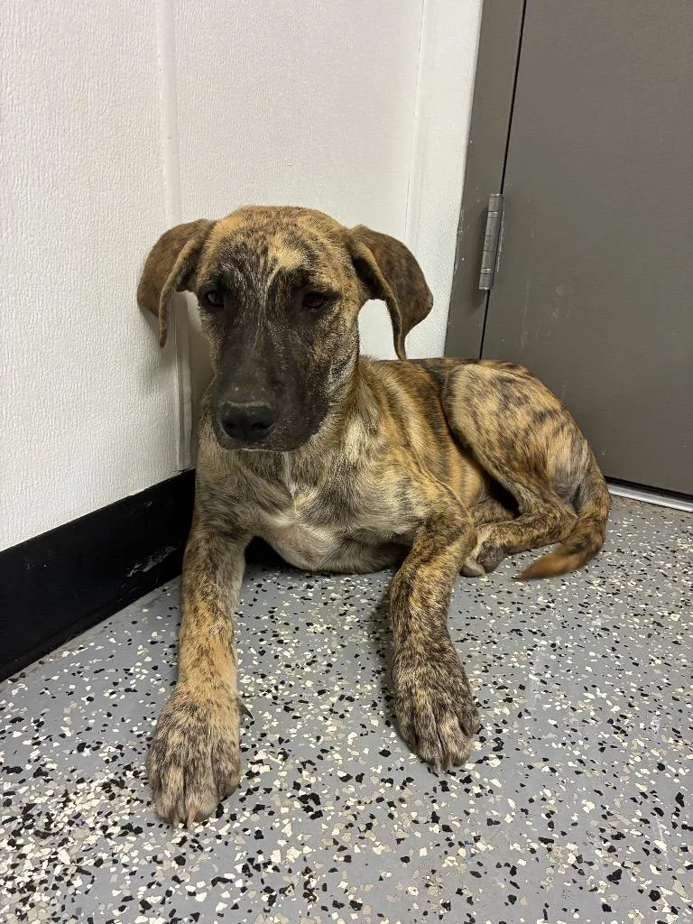 A baby medium-sized male Black Mouth Cur dog named Bodie for adoption in Seven Points, TX