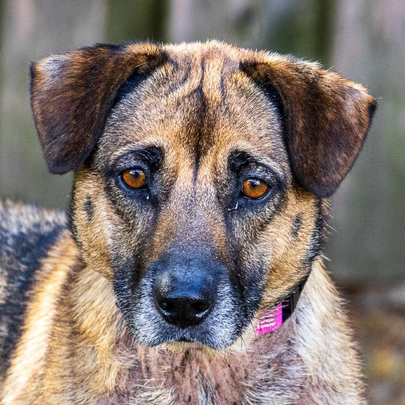 An adult medium-sized female Brown / Chocolate German Shepherd Dog dog named Luna for adoption in Arlington Heights, IL