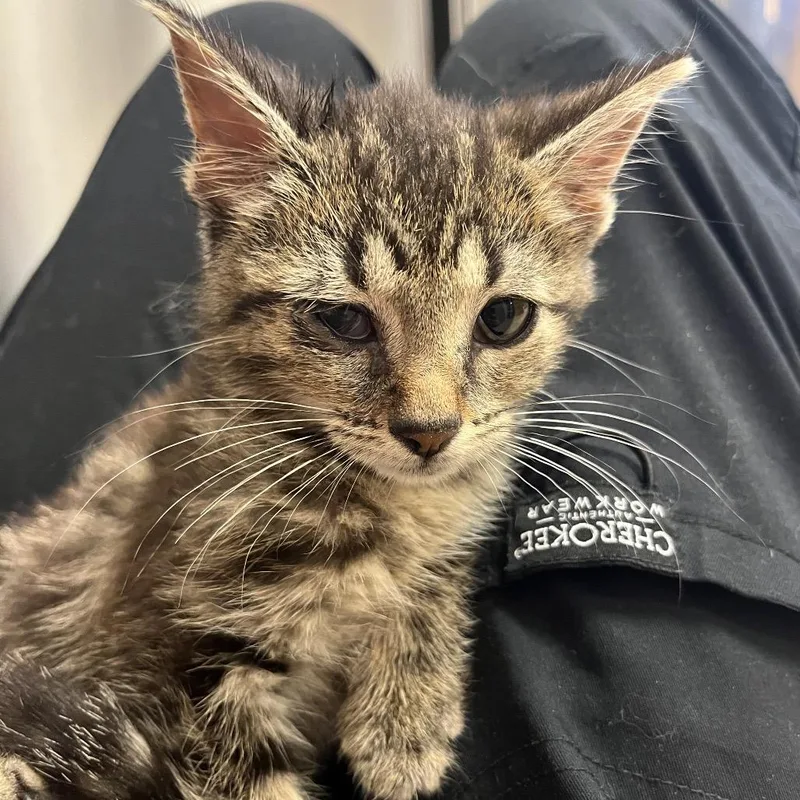A baby small-sized female Brown / Chocolate Domestic Short Hair cat named Rivka for adoption in Bristol, IN