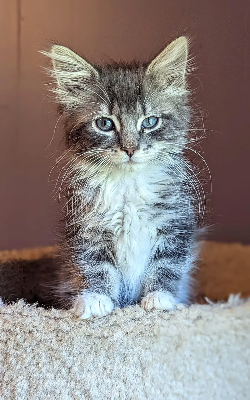 A baby medium-sized female Tabby (Gray / Blue / Silver) Domestic Long Hair cat named Jessica Rabbit for adoption in Morristown, NJ