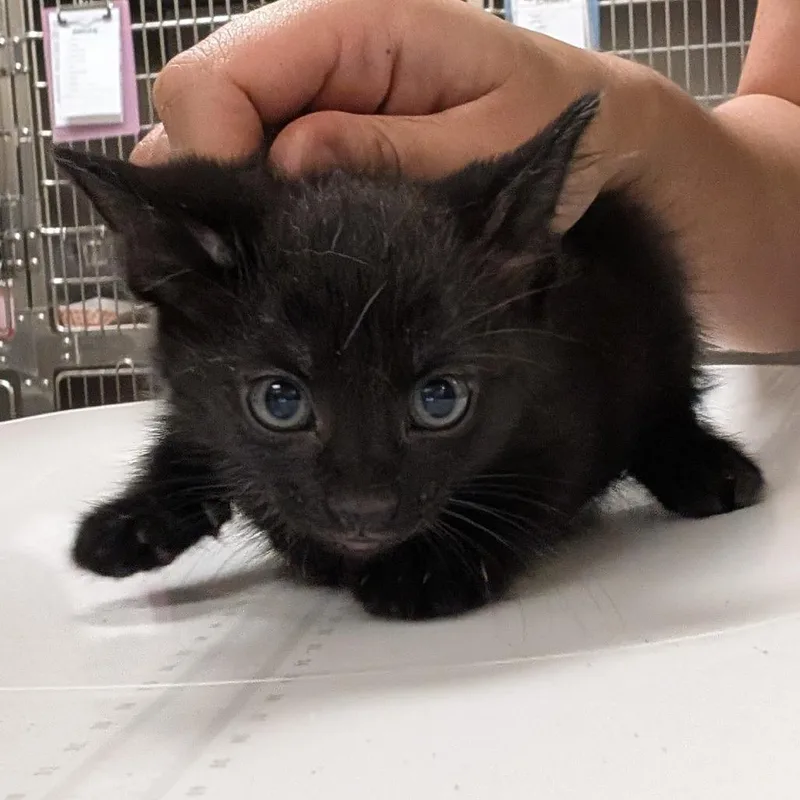 A baby small-sized female Black Domestic Short Hair cat named Disco for adoption in Titusville, FL