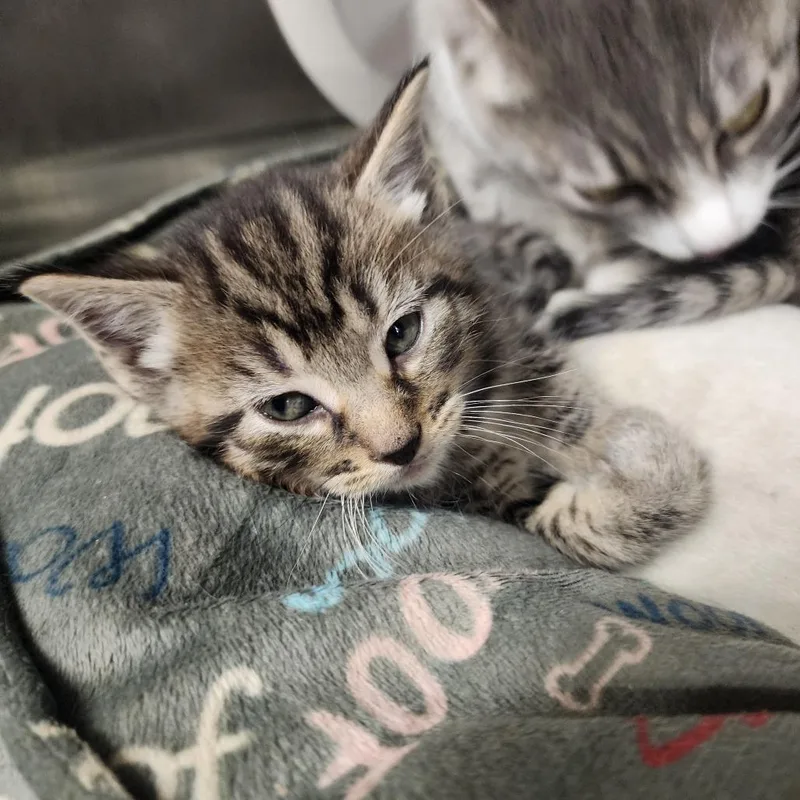 A baby small-sized male Brown / Chocolate Domestic Short Hair cat named Winston for adoption in Evensville, TN