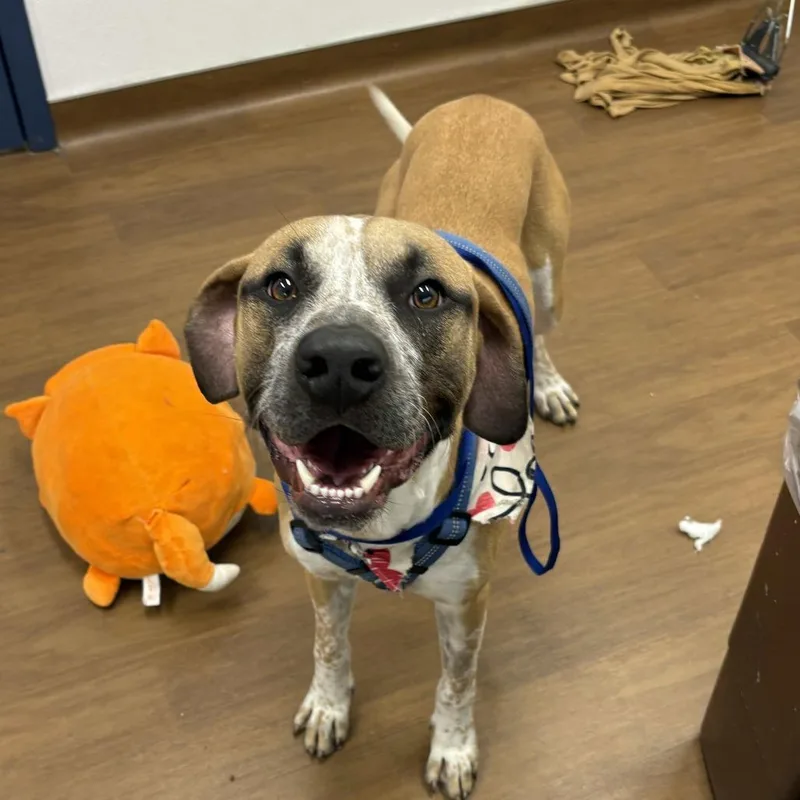 An adult large-sized male Yellow / Tan / Blond / Fawn Boxer dog named Blues for adoption in Beaumont, TX