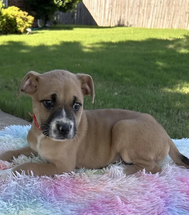 A baby medium-sized male Tricolor (Brown, Black, & White) Boxer dog named Gus  Raya’s Litter for adoption in Horn Lake, MS