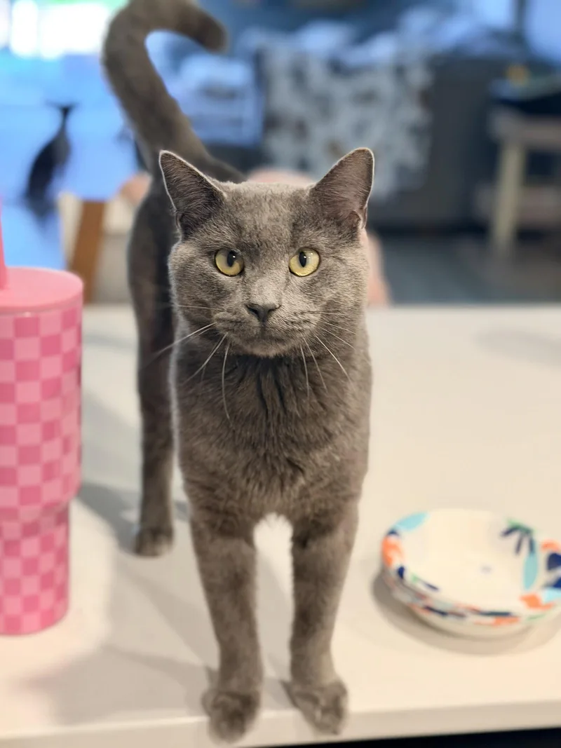 A young medium-sized male Russian Blue cat named Bob Barker for adoption in Camden, SC