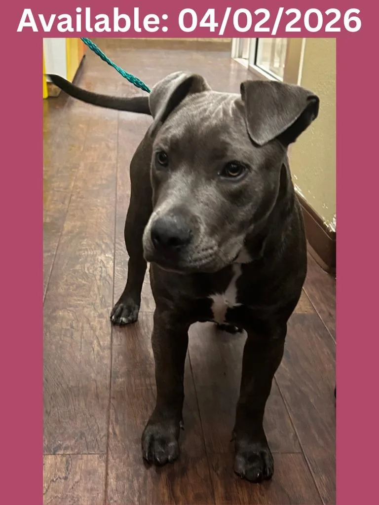 Dog Kennel  Bella thumbnail 2