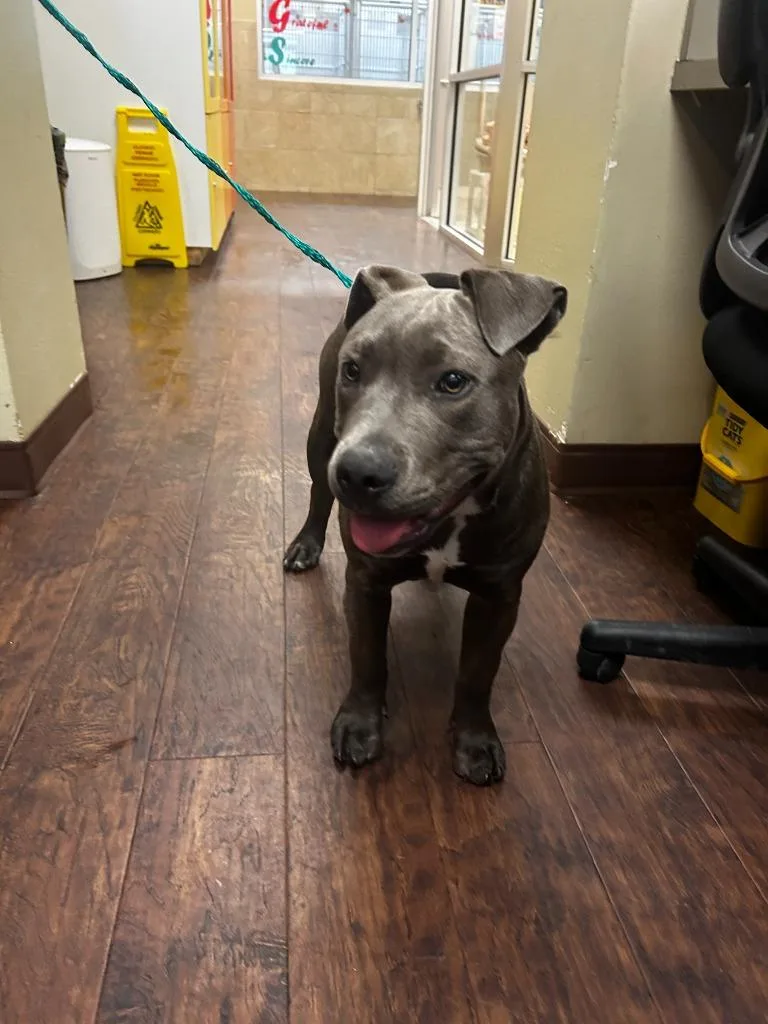 Dog Kennel  Bella thumbnail 3