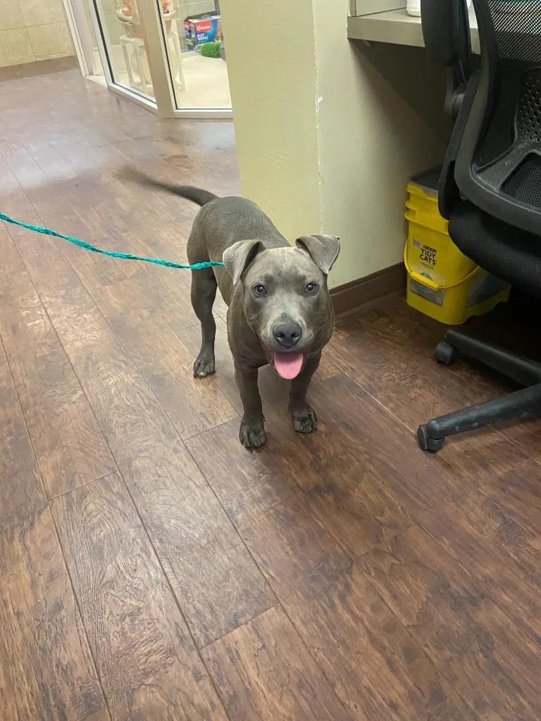 Dog Kennel  Bella thumbnail 4