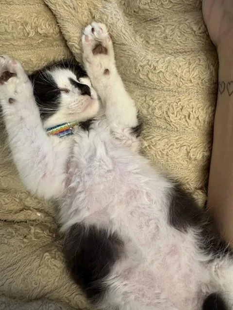 A baby small-sized male Domestic Medium Hair cat named Oreo for adoption in Omaha, NE