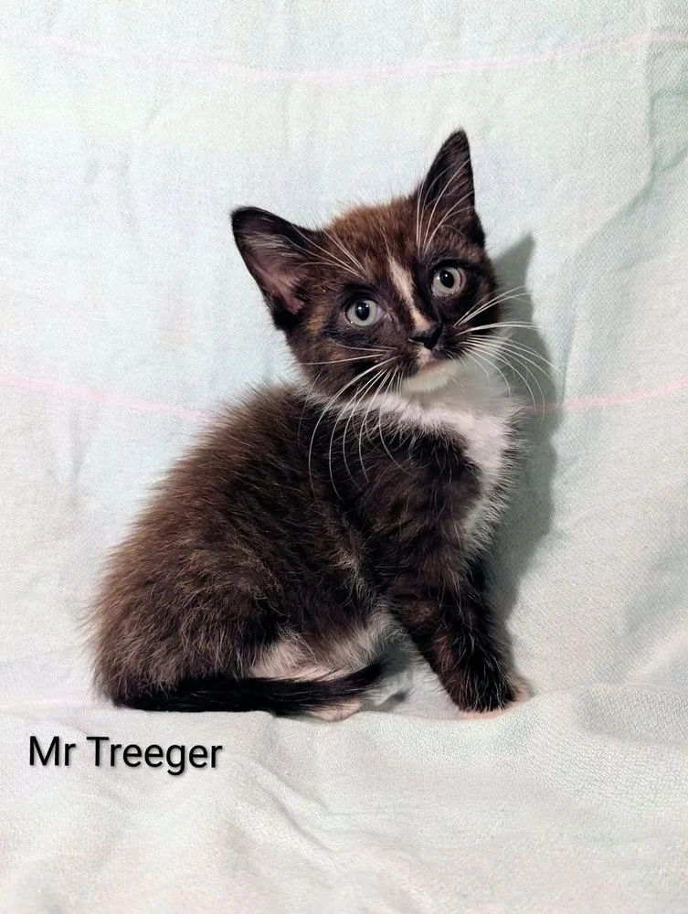 Mr Treeger