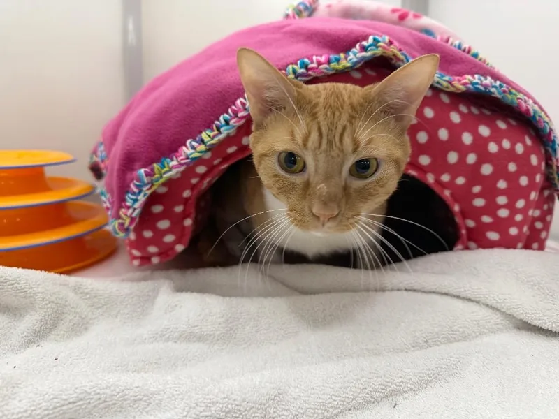 A young medium-sized male Domestic Short Hair cat named Doorframe for adoption in Raleigh, NC