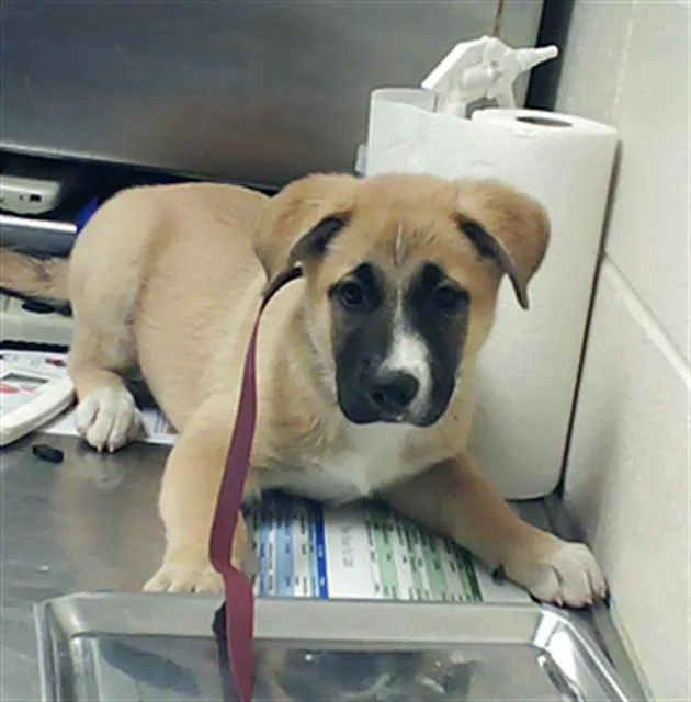 A baby small-sized female German Shepherd Dog dog named Nancy for adoption in Fayetteville, NC