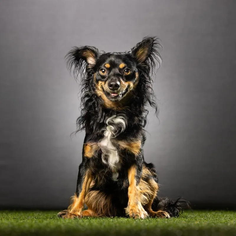 An adult small-sized male Black Chihuahua dog named Sergio for adoption in Jupiter, FL