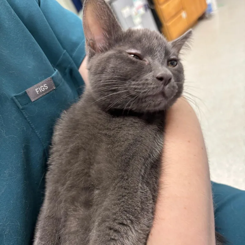 Gandalf