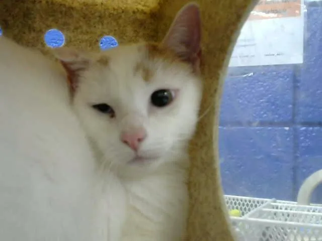 An adult medium-sized male Domestic Medium Hair cat named Dubba for adoption in Albuquerque, NM