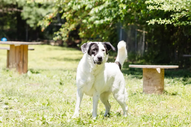Nova