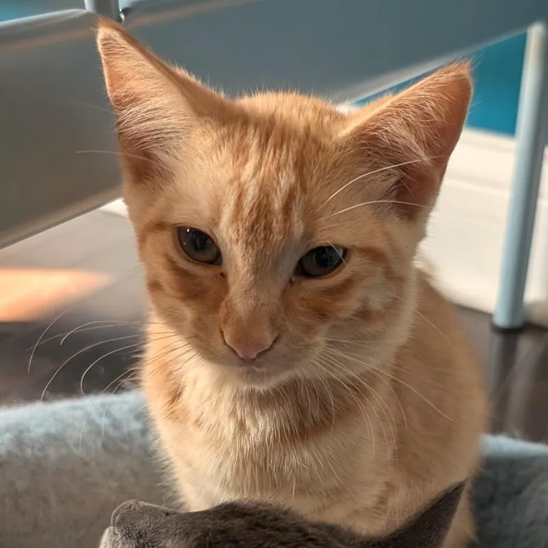 Lemon C thumbnail 5