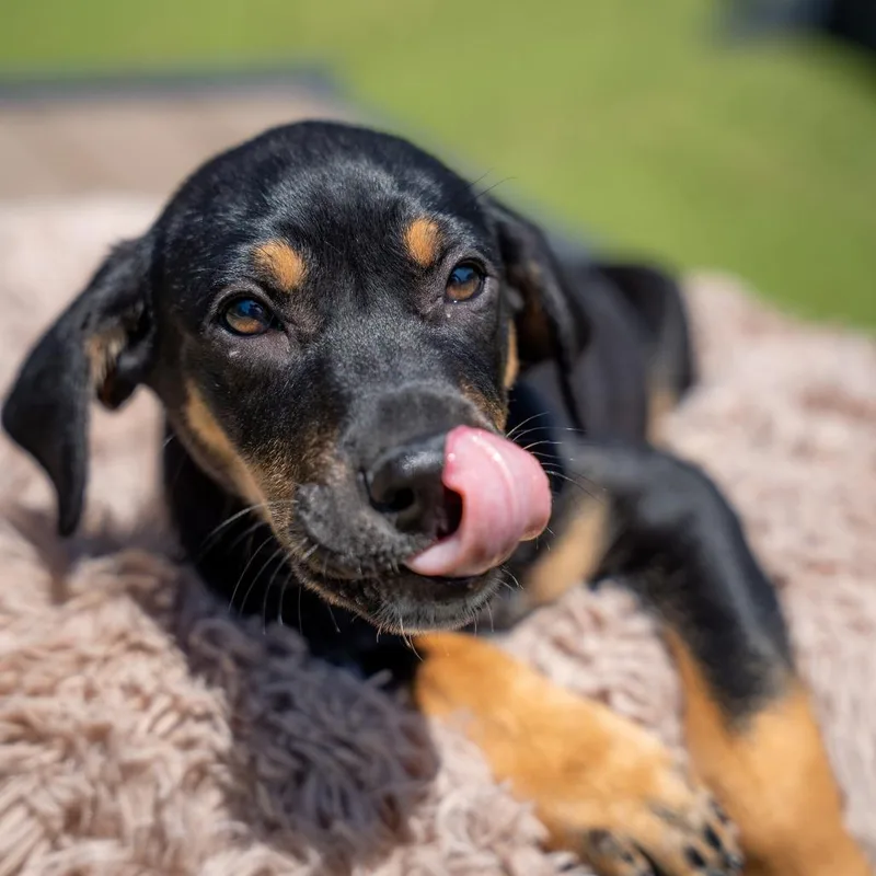 Mr. Ray