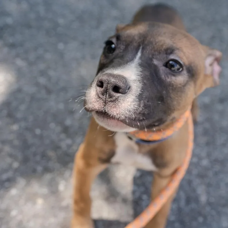 A baby medium-sized male Brown / Chocolate Pit Bull Terrier dog named Bear for adoption in Pawling, NY