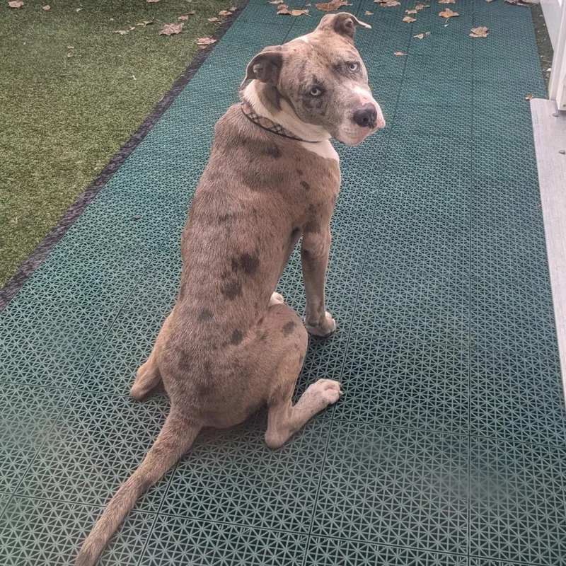 A young medium-sized male Yellow / Tan / Blond / Fawn Mixed Breed dog named Wolverine for adoption in Grand Rapids, MI