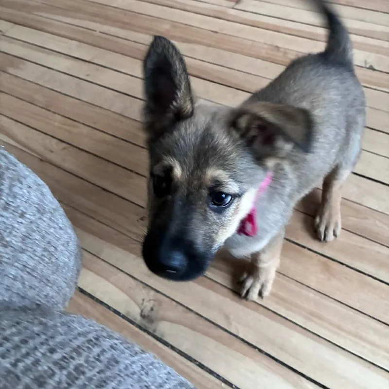 A baby small-sized female Yellow / Tan / Blond / Fawn Shepherd dog named Ginger for adoption in Brainerd, MN