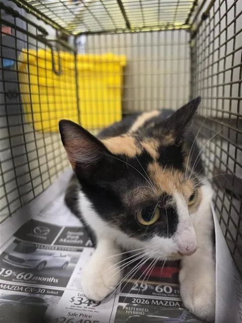 A young small-sized female Domestic Short Hair cat named Calista for adoption in San Antonio, TX